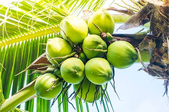 health benefits of coconut water