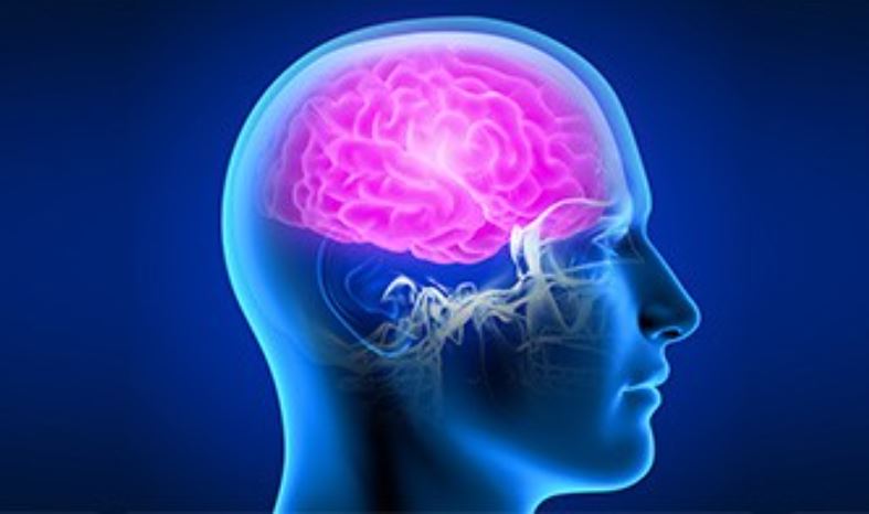 Brain