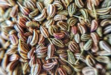 Ajwain Seeds