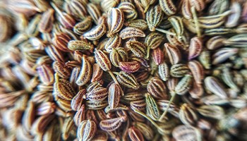 Ajwain Seeds